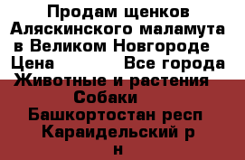 Продам щенков Аляскинского маламута в Великом Новгороде › Цена ­ 5 000 - Все города Животные и растения » Собаки   . Башкортостан респ.,Караидельский р-н